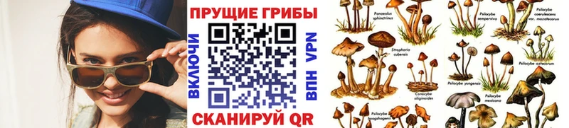 нарко площадка наркотические препараты  Феодосия  Галлюциногенные грибы GOLDEN TEACHER 